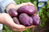 Holding freshly picked and washed Solanum tubersoum - Potato 'Blue Danube'