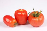 Tomatoes 'San Marzano' and 'Shirley'