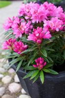 Rhododendron pontica 'Graziella'