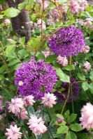 Allium aflatunense 'Purple Sensation' and Aquilegia vulgaris 'Rose Barlow'
