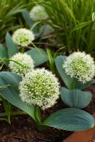 Allium karataviense 'Ivory Queen'