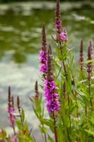 Lythrum salicornia - Purple Loosestrife at pond edge