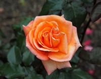 Rosa 'Doris Tysterman' Rose 