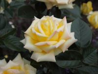Rosa 'Grandpa Dickson' Rose - close up of flower