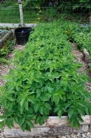 Solanum tuberosum 'Arran Pilot' Potatoes growing in raised bed