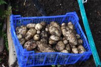 Solamum tuberosum 'Arran Pilot' Potatoes close up of freshly dug tubers