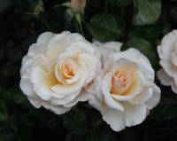 Rosa 'The Soham Rose'