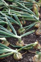 Allium cepa - Onion 'Hercules' bulbs maturing in rows