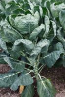 Brassica oleracea - Brussels Sprout 'Evesham Special', developing plant