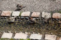 Passer domesticus - House Sparrows bathing in artificial stream