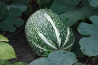 Cucurbita ficifolia - Shark Fin Melon
