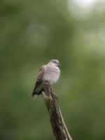 Streptopelia Turtur  - Turtle Dove perching on tree branch