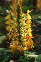 Hedychium gardnerianum 'Kahli' - Ginger Lily