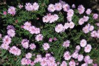 Aster 'Chatterbox'