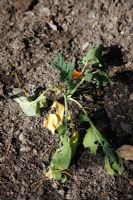 Broccoli wilting due to Cabbage Root Fly maggots