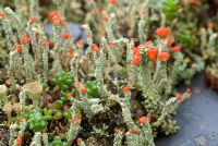 Cladonia - Pixie Cup lichen with red apothecia, fruiting bodies, on slate wall