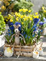 Birch planter with Narcissus 'Tete a Tete', Hyacinthus and Muscari 'Big Smile'