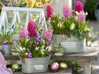 Easter display with planters of Hyacinthus, Muscari 'White Magic' 'Big Smile', Hedera and Salix 