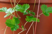 Fragaria vesca - Wild Strawberry,  Woodland Strawberry. Small plants formed on runners hanging down the side of a pot