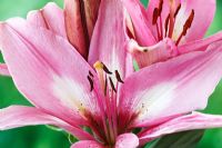 Lilium  'Renoir'  Asiatic lily  