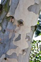Eucalyptus pauciflora sub. Niphophylla