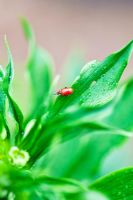 Lilioceris lilii - Lily beetle on Martagon Lily, May

