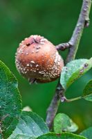Malus domestica 'Ashmead's Kernel' - Rotten fruit