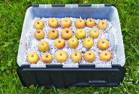 Malus domestica 'Ashmead's Kernel' being stored in a lidded plastic crate layered with shredded paper, September. 