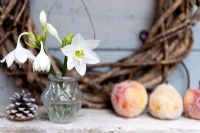 Winter flower arrangement with white Eucharis and sugared Apples