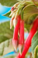 Fuchsia fulgens 'Variegata' - Triphylla Fuchsia buds and unopened flowers