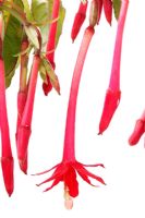 Fuchsia 'Loxhore Posthorn' - Triphylla Fuchsia 
