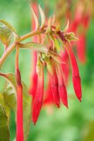 Fuchsia 'Loxhore Posthorn' - Triphylla Fuchsia buds and unopened flowers