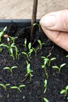 Prising a Parsley seedling from a germinated batch in a tray  - holding the seed leaf