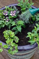 Planting up a summer container - step 2 - firm the compost gently around the plants and water in gently using a watering can rose