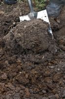 Double digging - soil is dug from the next trench and turned into the last on top of the compost or manure