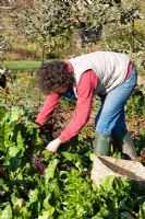 Woman gardener picking winter Beta vulgaris - Chard and Perpetual Spinach
