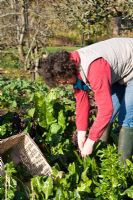 Woman gardener picking winter Beta vulgaris - Chard and Perpetual Spinach
