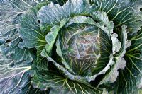 Frosted Brassica oleracea - Cabbage 'January King'