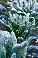 Frosty Brassica 'Nero di Toscana' - Black Kale