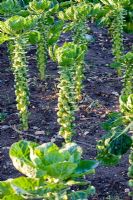 Brassica oleracea - Brussel Sprouts 