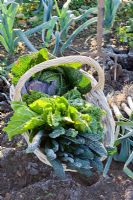 Basket of harvested winter vegetables including Brassicas - Cabbages and Kales, Beta vulgaris - Chard and Cucurbita - Squash with Leeks in a frosty garden
