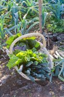 Basket of harvested winter vegetables including Brassicas - Cabbages and Kales, Beta vulgaris - Chard and Cucurbita - Squash with Leeks in a frosty garden 
