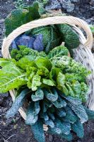 Basket of harvested winter vegetables including Brassicas - Cabbages and Kales, Beta vulgaris - Chard and Cucurbita - Squash in frost
