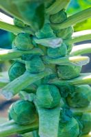 Brassica oleracea - Brussels Sprouts 