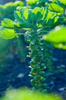 Brassica oleracea- Brussels Sprouts 