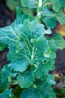 Brassica oleracea 'Hungry Gap' - Kale