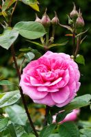 Rosa - Gertrude Jekyll 'Ausbord'