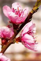 Pink flower of Prunus - Peach tree