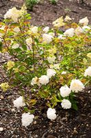 Hydrangea paniculata Vanille Fraise syn. 'Renhy' PBR