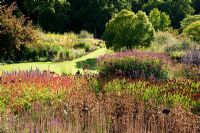 Main borders with Maytenus boaria tree and herbaceous perennials including Persicaria, Salvias and Agastache - RHS Garden Harlow Carr, Harrogate, North Yorkshire, UK